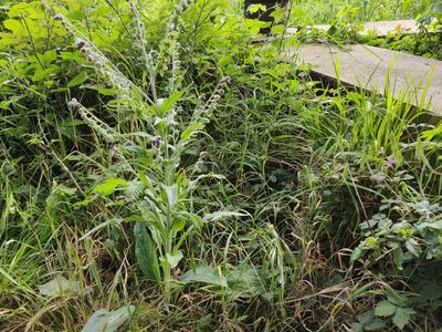 Cynoglossum officinale, photographed by Opal