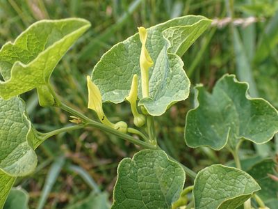 Aristolochia clematitis, photographed by Donald Davesne
