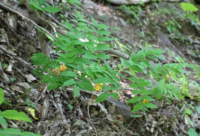 Vicia crocea, photographed by Юрий Данилевский (Yuriy Danilevsky)