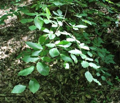 Fagus orientalis, photographed by Юрий Данилевский (Yuriy Danilevsky)