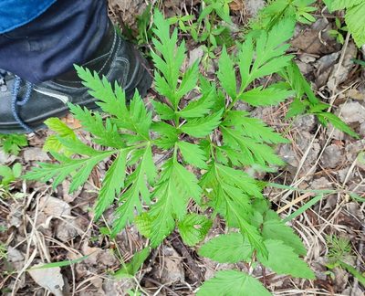Pleurospermum uralense, photographed by Yurii Basov
