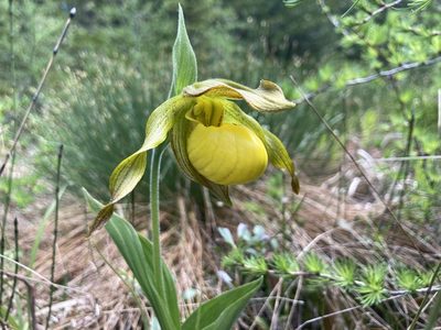 Cypripedium parviflorum, photographed by Derek