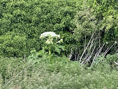 Heracleum mantegazzianum, photographed by Charles Joynson