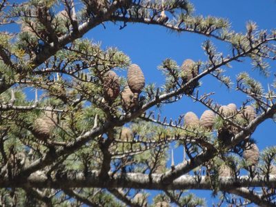 Cedrus libani, photographed by Ben Costamagna