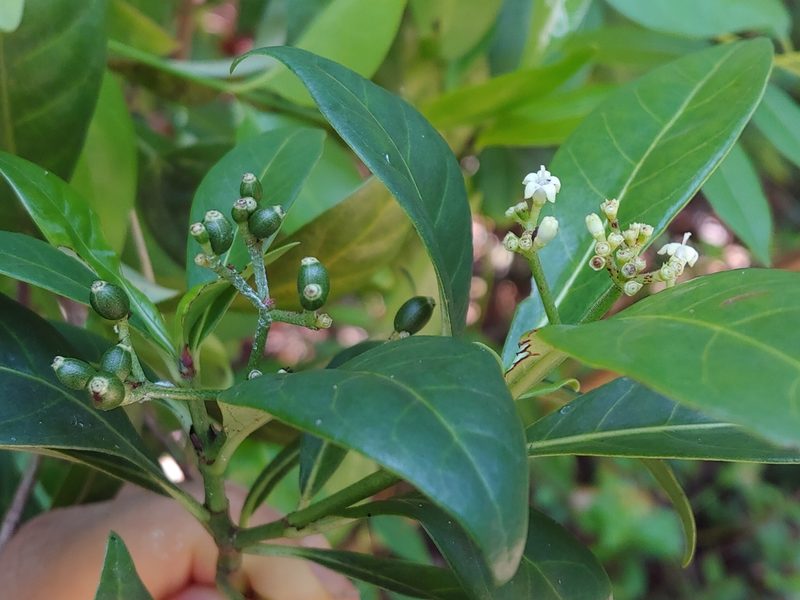 Psychotria ligustrifolia, photographed by Kurt Miller