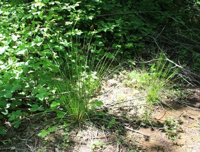 Juncus effusus, photographed by Юрий Данилевский (Yuriy Danilevsky)
