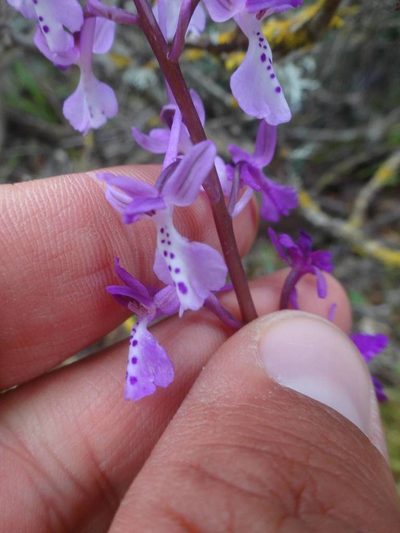 Orchis anatolica, photographed by Ben Costamagna