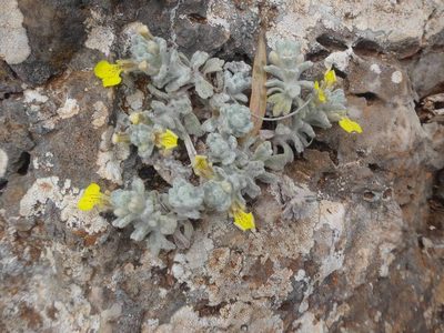 Ajuga bombycina, photographed by Ben Costamagna