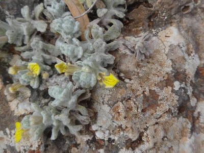 Ajuga bombycina, photographed by Ben Costamagna