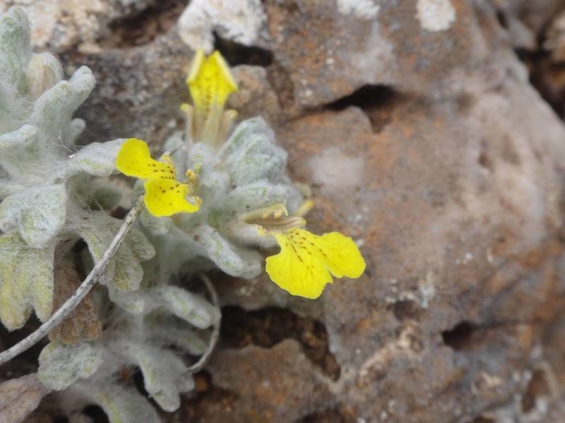 Ajuga bombycina, photographed by Ben Costamagna