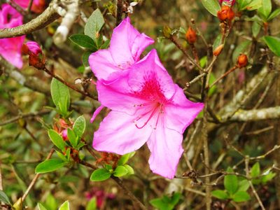 Rhododendron simsii, photographed by Pedro Henrique Maloso Ramos