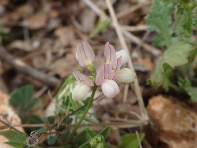 Coronilla cretica, photographed by Ben Costamagna