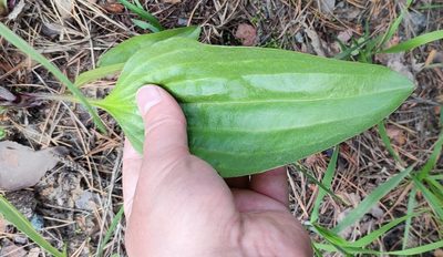 Plantago cornuti, photographed by Yurii Basov
