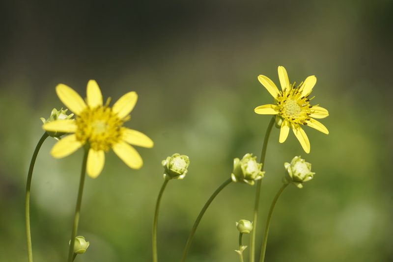 Silphium compositum, photographed by Lauren Gillett