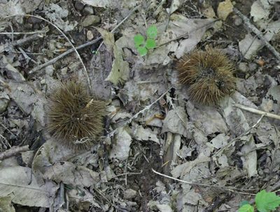 Castanea sativa, photographed by Юрий Данилевский (Yuriy Danilevsky)
