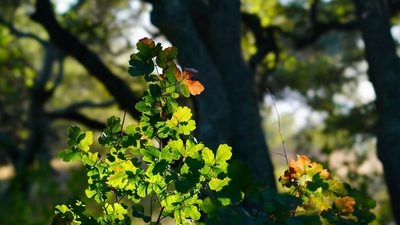 Toxicodendron diversilobum, photographed by Michael Warner