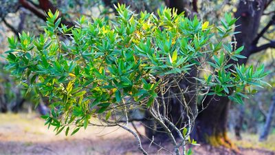 Umbellularia californica, photographed by Michael Warner