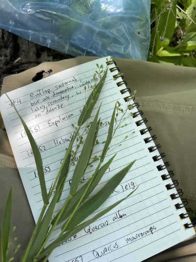 Dichanthelium leibergii, photographed by Brandon Corder