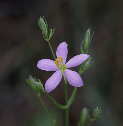 Sabatia brachiata, photographed by Kim