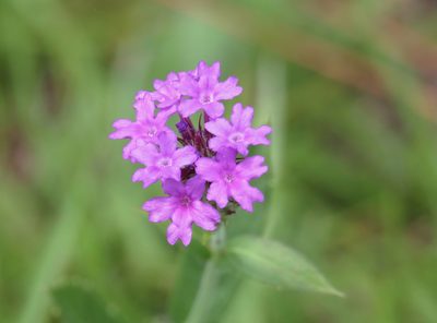 Verbena rigida