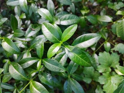 Vinca minor, photographed by aga_l_
