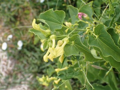 Aristolochia clematitis, photographed by Donald Davesne