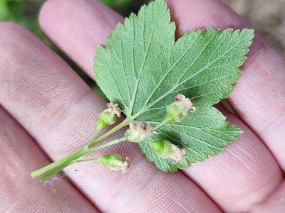 Ribes nigrum, photographed by Yurii Basov