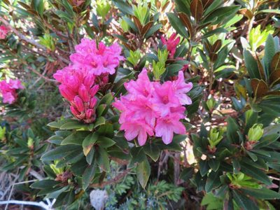 Rhododendron ferrugineum, photographed by Marco Mussita
