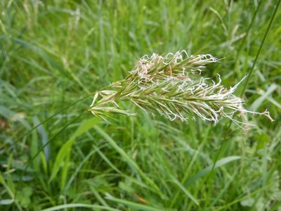 Anthoxanthum odoratum, photographed by Karen Fry