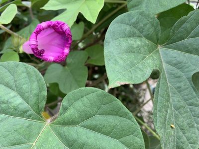 Ipomoea indica