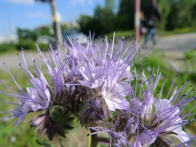 Phacelia tanacetifolia, photographed by aga_l_