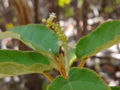 Croton flavens