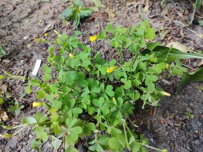 Oxalis stricta, photographed by aga_l_