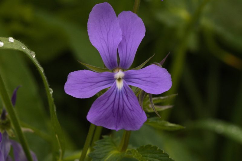 Viola cornuta, photographed by Carlos Franquinho