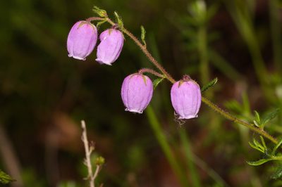 Daboecia cantabrica, photographed by Carlos Franquinho
