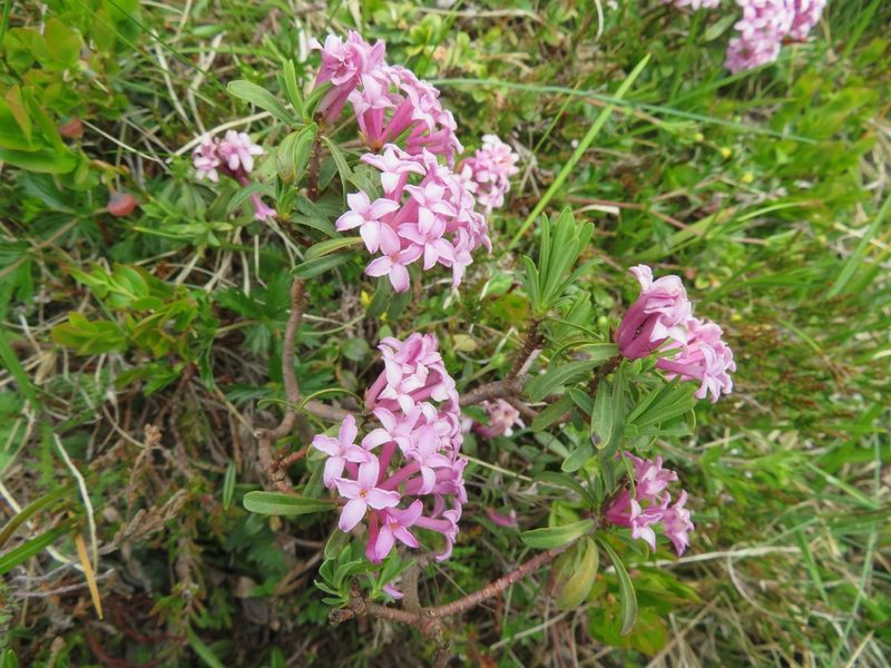Daphne striata, photographed by Marco Mussita