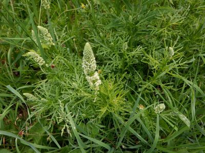 Reseda lutea, photographed by Karen Fry