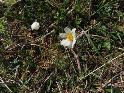 Dryas octopetala, photographed by Anne Thomson