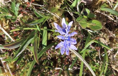 Scilla verna, photographed by Anne Thomson