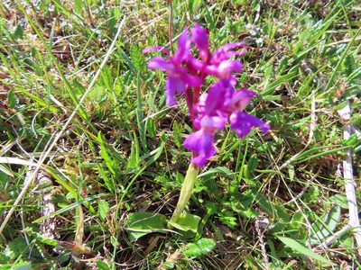 Orchis mascula, photographed by Anne Thomson