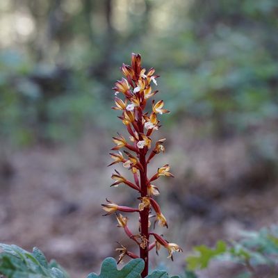 Corallorhiza maculata, photographed by Andrew Tree
