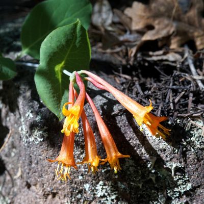 Lonicera arizonica, photographed by Andrew Tree