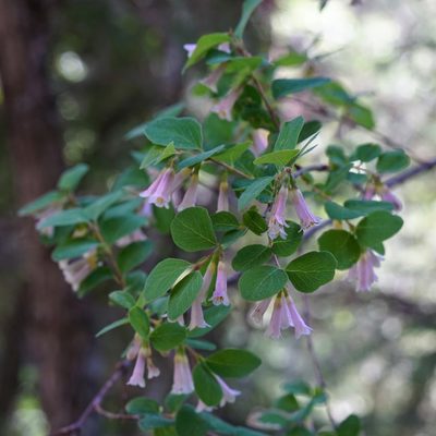 Symphoricarpos rotundifolius