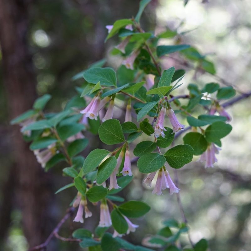 Symphoricarpos rotundifolius, photographed by Andrew Tree