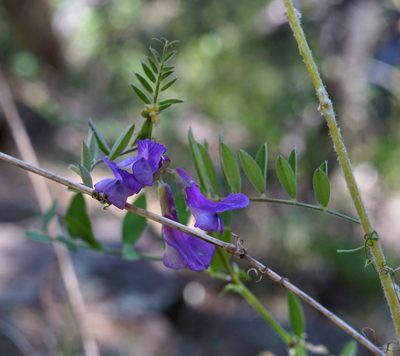 Vicia americana, photographed by Andrew Tree