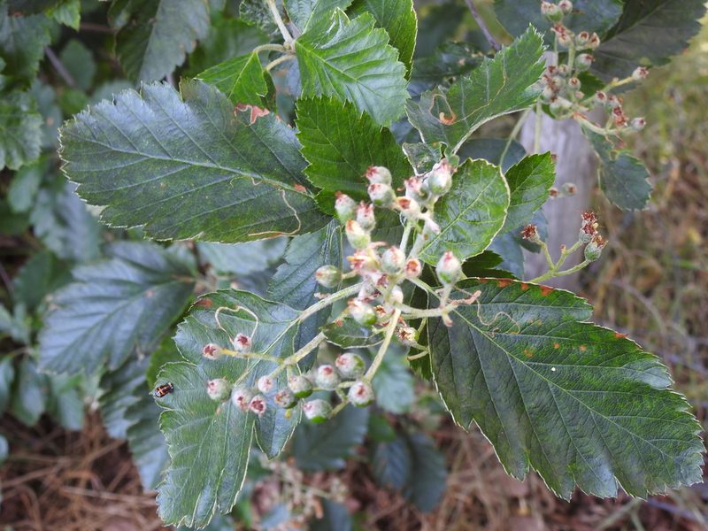Scandosorbus intermedia, photographed by Yann Kemper
