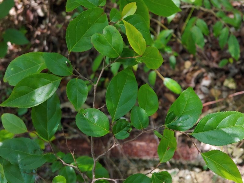 Casearia decandra, photographed by Kurt Miller