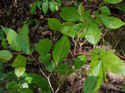 Casearia decandra, photographed by Kurt Miller