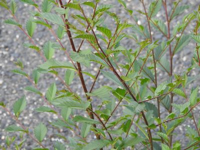 Ulmus minor, photographed by Yann Kemper
