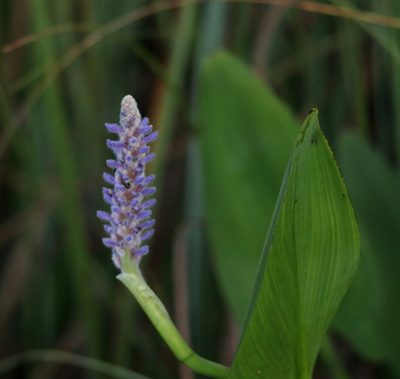 Pontederia cordata, photographed by Kim